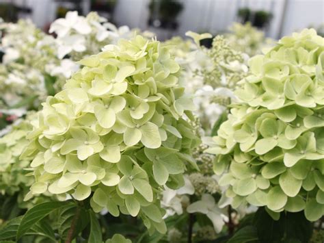 Magical candle hydrangea
